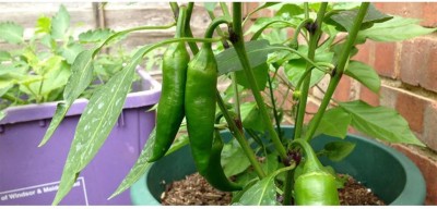 granthi Green long Variety Green Chilli Seed(2000 per packet)