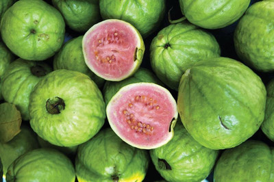 XOLDA Guava Seed(41 per packet)
