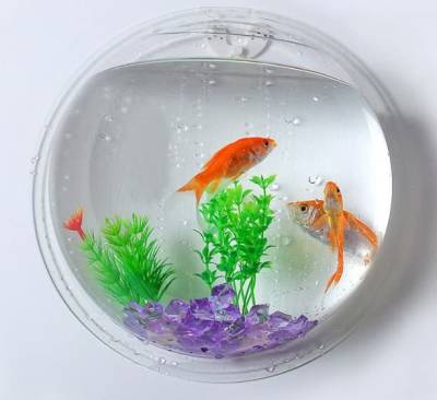 SAVORADE Wall Mount Acrylic Fish Aquarium Bowl Tank for Small Betta Fish &  Plants- Clear Round Ends Aquarium Tank - Price History