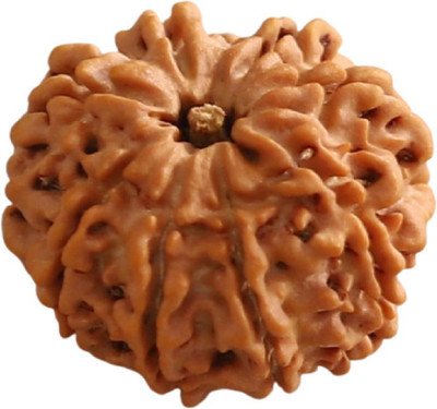 ASTROSHOPPER 8 Mukhi Nepali Rudraksha Bead | Natural Eight Face Nepali Rudraksha | ACTIVATED Wood