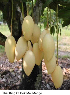 Aquinnah Graden Shahtoot/Mulberry Plant(Hybrid, Pack of 1)