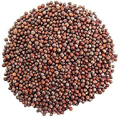 CYBEXIS XLL-18 - Broccoli Green Imported - (1350 Seeds) Seed(1350 per packet)