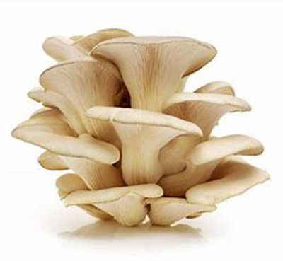 XOLDA Mushroom Seed(37 per packet)
