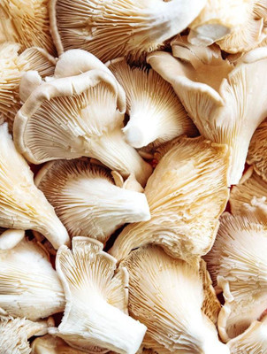 XOLDA Mushroom Seed(35 per packet)