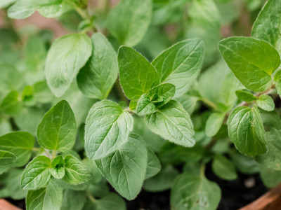 XOLDA Oregano Seed(45 per packet)