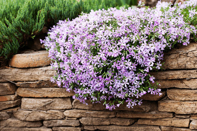 XOLDA Phlox Seed(20 per packet)