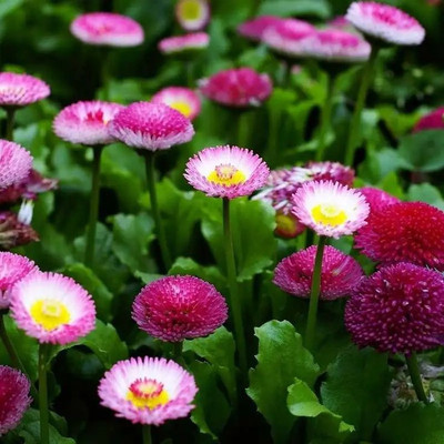 XOLDA Daisy Mix Seed(30 per packet)