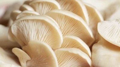 XOLDA Mushroom Seed(30 per packet)