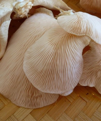 XOLDA Mushroom Seed(35 per packet)