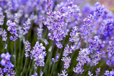 XOLDA Lavender Seed(27 per packet)