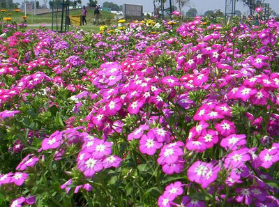 XOLDA Phlox Seed(25 per packet)