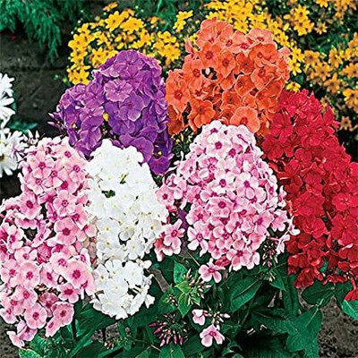 XOLDA Phlox Seed(40 per packet)