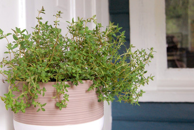 XOLDA Thyme Seed(47 per packet)