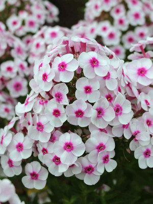 XOLDA Phlox Seed(20 per packet)