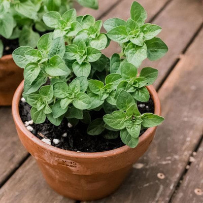 XOLDA Oregano Seed(21 per packet)