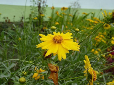 XOLDA Coreopsis Seed(30 per packet)