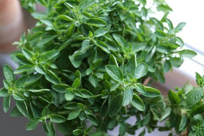 XOLDA Oregano Seed(45 per packet)
