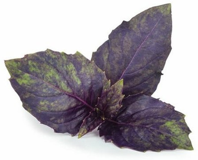 XOLDA Basil purple Seed(30 per packet)