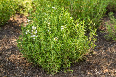 XOLDA Thyme Seed(36 per packet)