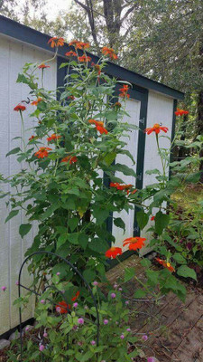 XOLDA Tithonia Seed(50 per packet)