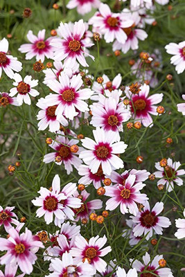 XOLDA Coreopsis Seed(45 per packet)