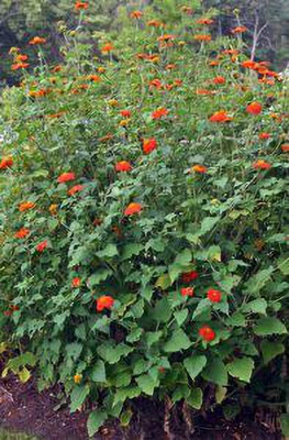 XOLDA Tithonia Seed(20 per packet)