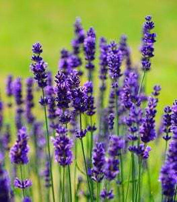 XOLDA Lavender Seed(27 per packet)