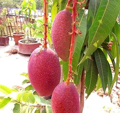 Elanthalir Mango Plant(Hybrid, Pack of 1)