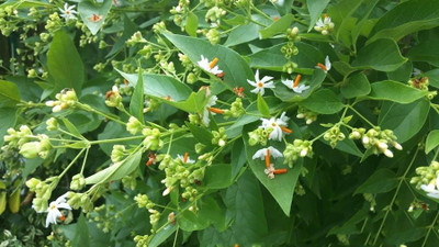 EliteGreen Parijat/Harsingar Plant(Hybrid, Pack of 1)