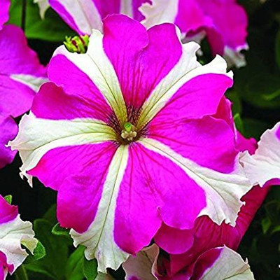 XOLDA Petunia Ultra Star Seed(20 per packet)