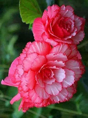 VibeX TLX-7 - Imporetd Begonia Double Flowers - (270 Seeds) Seed(270 per packet)