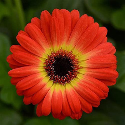 XOLDA Coreopsis Seed(41 per packet)