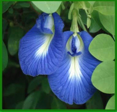 ROSEMERC Neelkanth flower,aparajitha flower,clitoria ternatea flower ( 20 per packet) Seed(20 per packet)