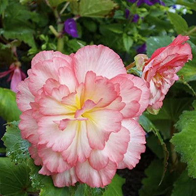 CYBEXIS XLR-74 - Imporetd Begonia Double Flowers - (90 Seeds) Seed(90 per packet)