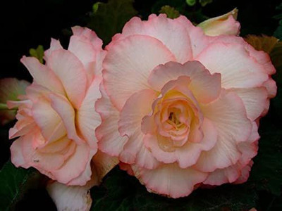 VibeX TLX-75 - Imporetd Begonia Double Flowers - (90 Seeds) Seed(90 per packet)