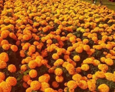 Poches Marigold Seed Seed(21 per packet)