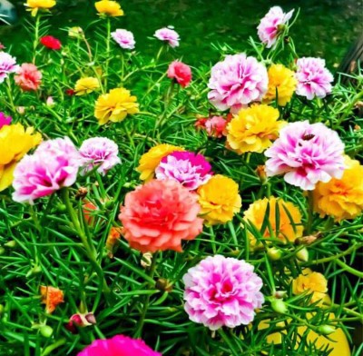 VS GLOBAL PORTULACA MIXED.NELA GULABHI (50 PER PACKET) Seed(50 per packet)