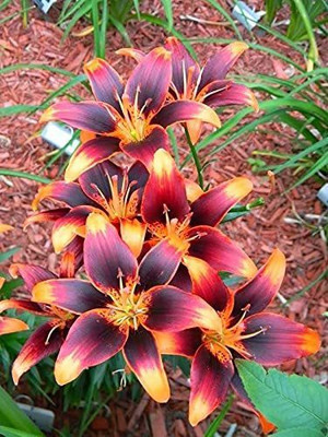 DIVINE ®EF- Mixed Color and Hybrid Flower Seeds -0A40 Seed(50 per packet)