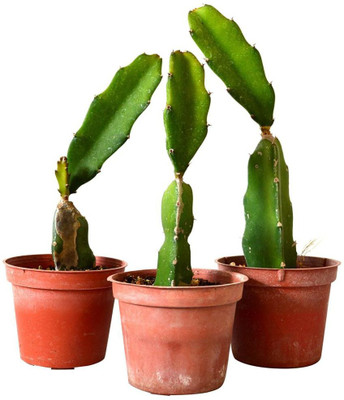 Cloud Farm Dragon Tree(Hybrid, Pack of 3)