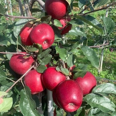 PLANTTOOZS Apple Plant(Hybrid, Pack of 1)