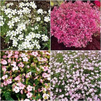 XOLDA Gypsophila Seed(45 per packet)