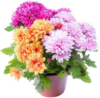 XOLDA Chrysanthemum Seed(20 per packet)