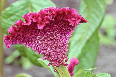 XOLDA Calendula Seed(51 per packet)