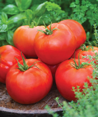 CYBEXIS XL-97 - Big Daddy' Hybrid | Red Slicing Tomato - (150 Seeds) Seed(150 per packet)