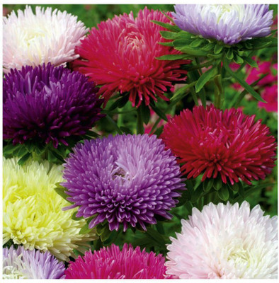 XOLDA Aster Seed(35 per packet)