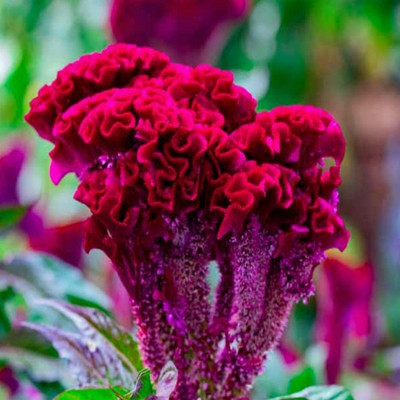 XOLDA Cocksomb Seed(40 per packet)