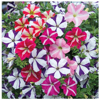 XOLDA Cineraria Seed(31 per packet)