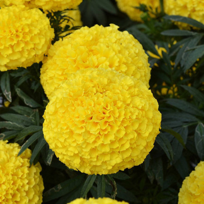 XOLDA Marigold yellow Seed(26 per packet)