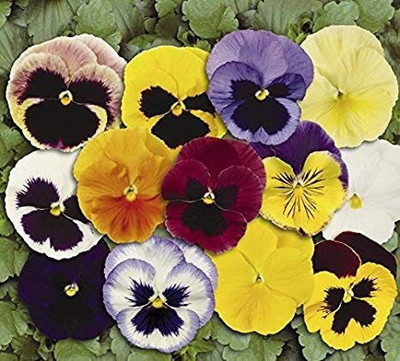 XOLDA Pancy Seed(30 per packet)