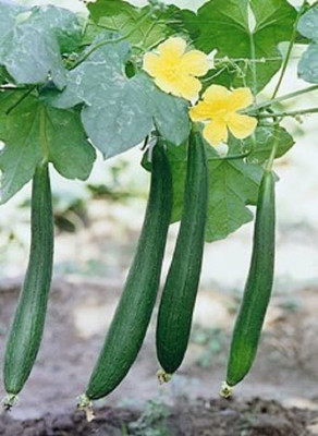 MKR Enterprises Tori Seed(100 per packet)